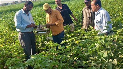 المركزية لمكافحة الآفات تنهي حملة مكافحة القوارض وتواصل متابعة المحاصيل الصيفية