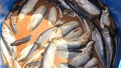 ضبط نصف طن أسماك غير صالحة للاستهلاك الادمي بالمنوفية 