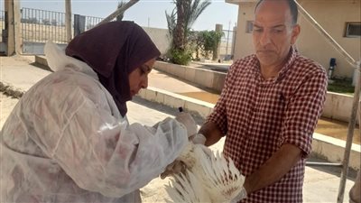حملات بيطرية مكثفة لفحص الدواجن بمزارع الإسماعيلية 