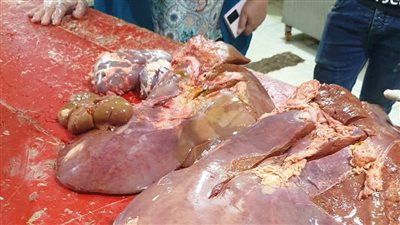 ضبط 700 كيلو لحوم غير صالحة ومذبوحة خارج السلخانة في الشرقية 