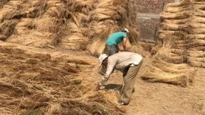 الكتان في مصر.. محصول استراتيجي بعوائد اقتصادية متعددة
