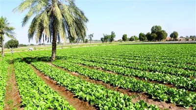 الدولة تراقب طبقك اليومي.. رصد متبقيات المبيدات في الخضر والفاكهة بـ17 محافظة