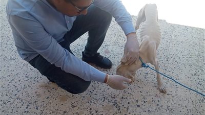 جامعة قناة السويس تطلق قافلة طبية وبيطرية لرأس سدر بجنوب سيناء