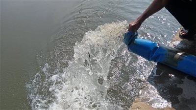 3 ملايين زريعة سمكية لدعم الغذاء وتنمية البحيرات بالشرقية