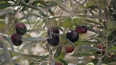 خطوات أساسية لضمان إنتاج وفير ومستقر من شجرة الزيتون