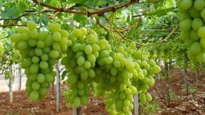 متى تبدأ شجرة العنب في الإثمار؟