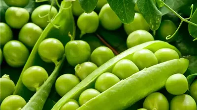 طبيبة تحدد موانع تناول البازلاء الخضراء