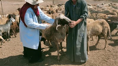 تحصين  138 ألف رأس ماشية وأغنام بالدقهلية