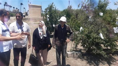 «زراعة الإسكندرية» توصي بـ8 إجراءات لحماية محصول الرمان في خورشيد