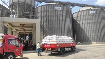 الشرقية تقترب من توريد 600 ألف طن قمح منذ بداية الموسم