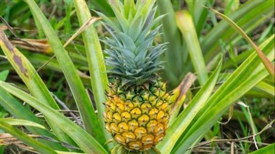 الأناناس.. كيفية زراعتها والاستفادة منها