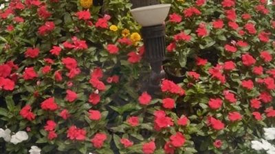 دليلك الكامل لزراعة الورد بنجاح في الحديقة أو الأصص