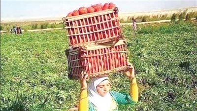 عرائس.. فى «ثوب الشقا»!