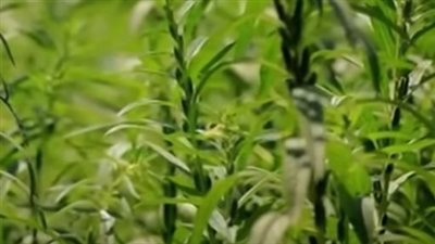 ذبول السمسم بعد الري.. تحذيرات وإرشادات لتفادي الخسائر