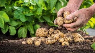 إرشادات زراعية جديدة لرفع إنتاجية البطاطس الصيفية وتعزيز التصدير