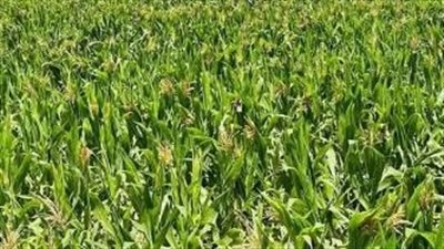 برنامج تسميد متكامل للذرة الشامية لرفع الإنتاجية في الأراضي الطينية