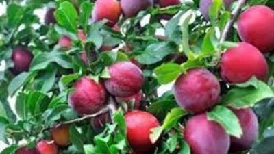 زراعة شجرة البرقوق.. مشروع مثمر يتطلب عناية دقيقة لتحقيق أفضل إنتاجية