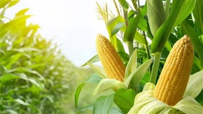 ما مواعيد زراعة الذرة الصفراء؟