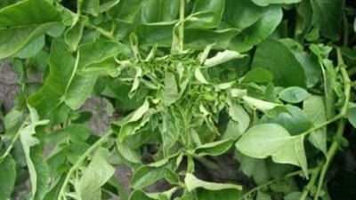 أسباب وطرق علاج التفاف الأوراق