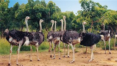 تربية النعام فخي مصر.. مشروع واعد يعزز الأمن الغذائي ويخلق فرص استثمارية مربحة