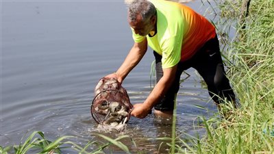 إنزال 50 ألف زريعة بلطي ببحيرة الصيادين بالإسماعيلية