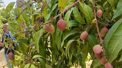 بشائر المانجو المصرية.. أسعار مرتفعة وتوقعات بانخفاضها قريبًا مع وفرة الكميات