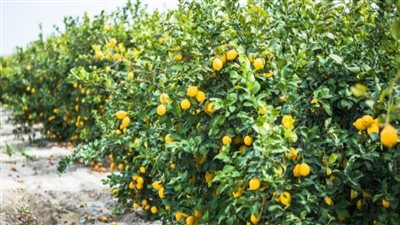 التعطيش في زراعة الليمون.. استراتيجية لزيادة الإنتاجية وجودة الثمار