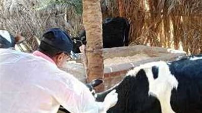 السبت القادم .. بدء إنطلاق فعاليات الحملة القومية الثانية للتحصين ضد مرضي الحمى القلاعية 
