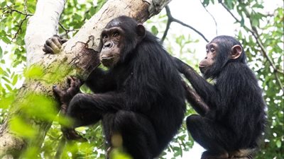 دراسة: الشمبانزي يتبع اتجاهات الموضة تمامًا مثل البشر