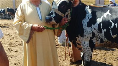 نقيب الفلاحين يناشد المربين بسرعة التأمين علي مواشيهم حفاظا علي الثروة الحيوانية