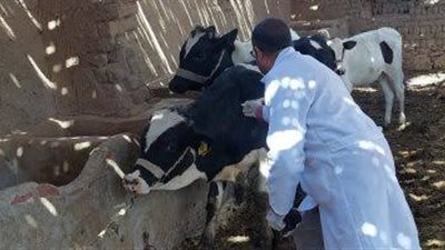 بيطري البحيرة: تحصين 119 ألف رأس ماشية ضد الحمى القلاعية والوادي المتصدع