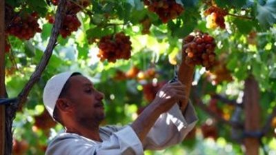العنب المصري.. فُرصة تصديرية واعدة تنافس عالميًا بقيمة مضافة أعلى من الموالح