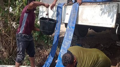  استلام 4 مليون 250 ألف ذريعة سمكية من أسماك البلطي بالدقهلية 