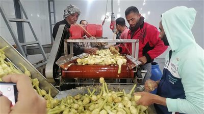  «قرية سيدي غازي » بالبحيرة أصبحت بلا بطالة.. زراعة الخرشوف غيرت حياة الأهالي