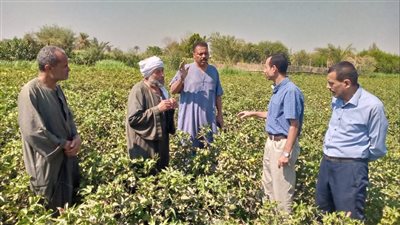 مدير بحوث الإرشاد الزراعي: جهود مكثفة لدعم المزارعين 