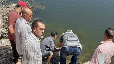 إلقاء 500 ألف وحدة زريعة بلطى نيلى بمنوف بالبحر الفرعوني بالمنوفية |صور