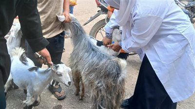 149 ألف رأس ماشية حصيلة أسبوع من حملة التحصين البيطري بالشرقية