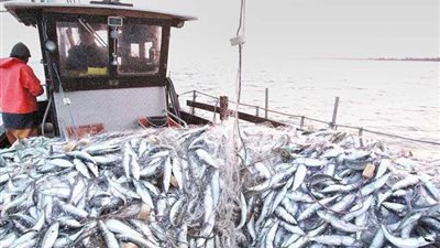 تحرك رسمي لحماية البحر الأحمر من الصيد الجائر