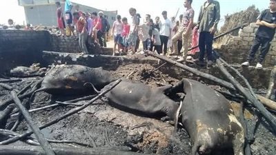 نفوق 9 رؤوس ماشية في حريق هائل اندلع بحظيرة بقرية لقانة بالبحيرة (صور)