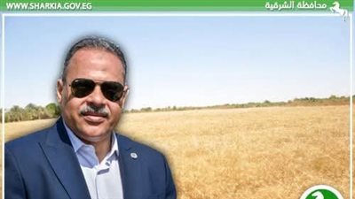 منظومة توريد القمح في الشرقية تواصل حصد الأرقام القياسية
