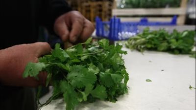 تعرف على فوائد الكزبرة وعلاقتها بالصحة النفسية والعقلية 