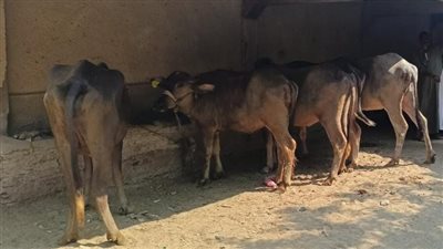 تسليم 2634 رأس ماشية للأسر الفقيرة بقرى ومراكز الشرقية 