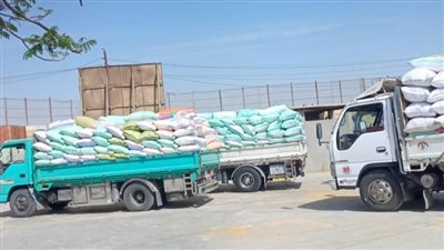 توريد القمح المحلي بالشرقية يتجاوز 603 آلاف طن