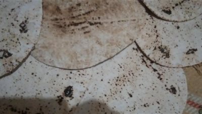 رغم الحملات التموينية.. خبز قرى الدقهلية لا يصلح للاستهلاك الآدمي