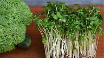 فوائد غير متوقعة للبروكلي.. يساعد على توازن الهرمونات