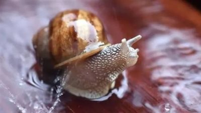 وسط قدرته على تجديد عينيه.. الحلزون يفتح باباً أمام علاجات لاستعادة البصر