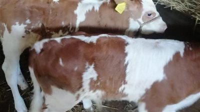 بيطري الشرقية يجري مسحًا تناسليًا لـ 5,574 رأس ماشية