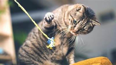 باحثون يكشفون: الحيوانات الأليفة تصاب بالخرف مثل البشر