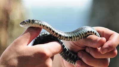  للحد من مفعول لدغات الثعابين.. علماء روس يبتكرون ترياقًا جديدًا