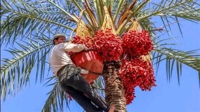 خالد مجاور: شمال سيناء نموذج متكامل للتنمية المستدامة